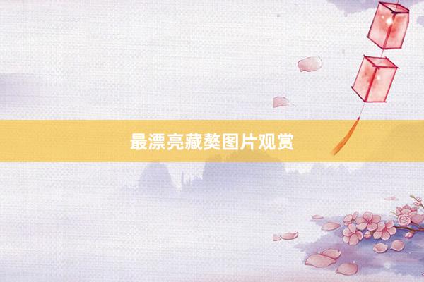 最漂亮藏獒图片观赏